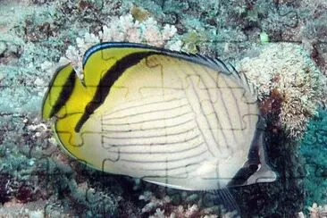 Chaetodon vagabundus