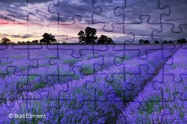 Purple Fields jigsaw puzzle