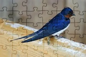 Andorinha jigsaw puzzle