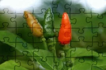 Pimenta jigsaw puzzle