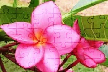 Jasmim Manga jigsaw puzzle