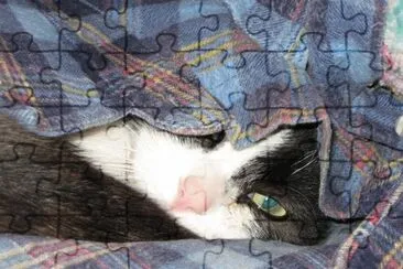 CAT: TARZAN jigsaw puzzle