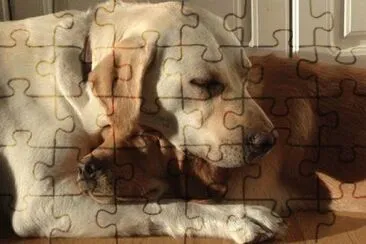 cÃ£es jigsaw puzzle