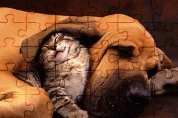 cÃ£o e gato jigsaw puzzle