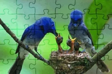 passarinhos jigsaw puzzle