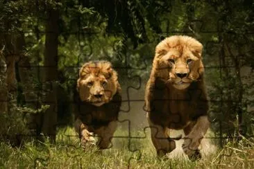 leones