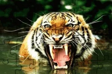 tigres