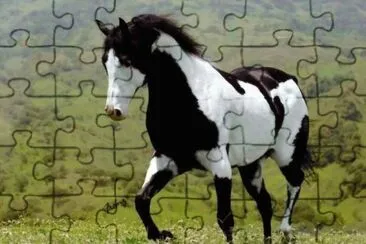 Belo cavalo jigsaw puzzle