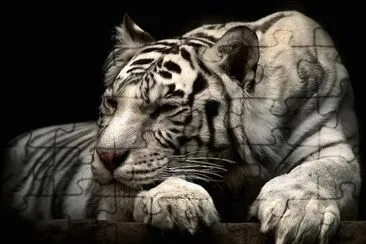 tigre albino jigsaw puzzle