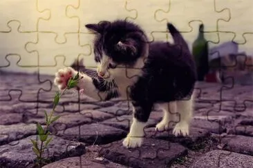 kitty with flower