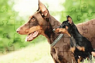 pinscher and doberman