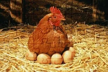 פאזל של gallina empollando