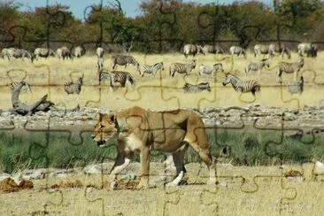 Etosha Namibia