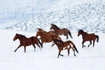 Cavalos na neve jigsaw puzzle