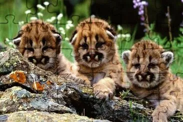 cachorritos de tigres