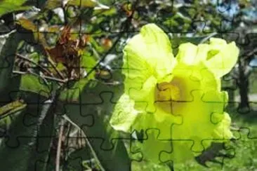 Flor do Algodoeiro jigsaw puzzle