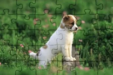 perrito en el campo