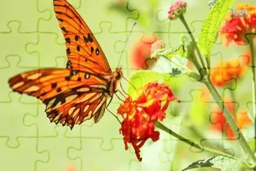 Orange Butterfly jigsaw puzzle