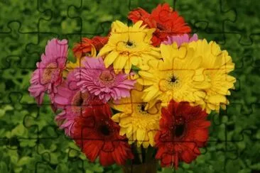 פאזל של Gerberas coloridas