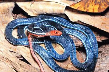 serpente corallo blu