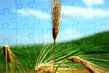 PÃ©s de Trigo jigsaw puzzle