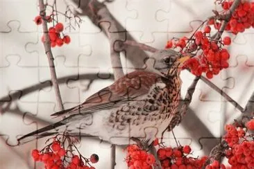 pÃ¡jaro en la nieves jigsaw puzzle