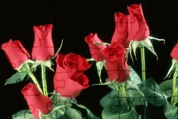 Red Roses jigsaw puzzle