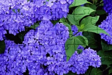 Hydrangea jigsaw puzzle