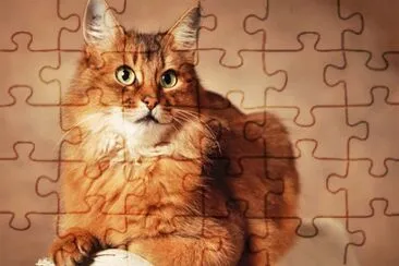 gato 3 jigsaw puzzle