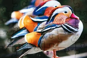 aves de colores 1 jigsaw puzzle