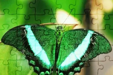 Mariposa 1 jigsaw puzzle