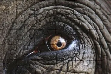 Ojo de elefante