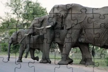 3 elephants