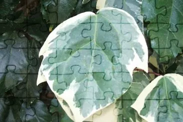 Leaves jigsaw puzzle