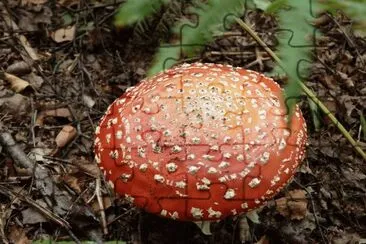 Fungus 2 jigsaw puzzle