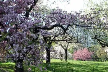 פאזל של Blooming Garden