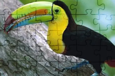 Kell Billed Toucan jigsaw puzzle