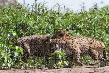 OnÃ§as do Pantanal - MS