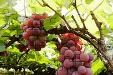 פאזל של Parreira de Uvas