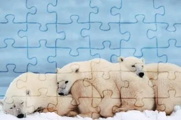 Ursos Polares jigsaw puzzle