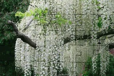 arbre Ã  fleurs jigsaw puzzle