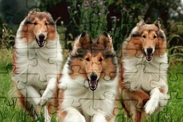 פאזל של collie