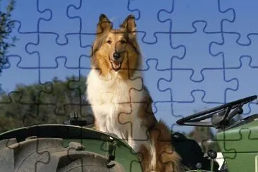 פאזל של collie