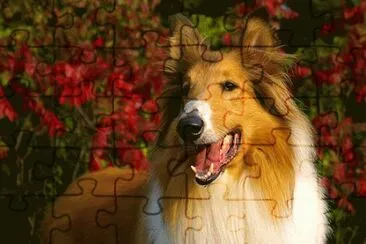 פאזל של collie