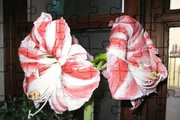 AMARYLLIS