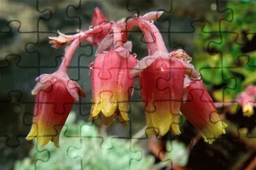 Cactus Flowers