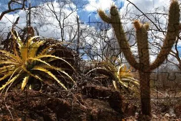 Caatinga jigsaw puzzle