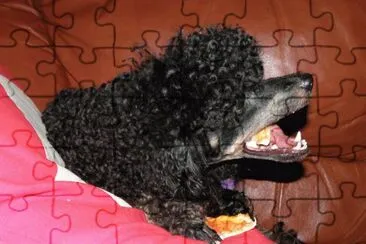 my dog jigsaw puzzle