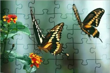 borboleta jigsaw puzzle