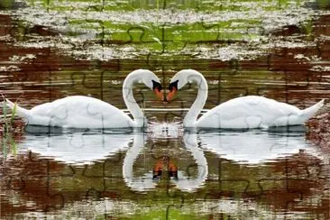 cisnes